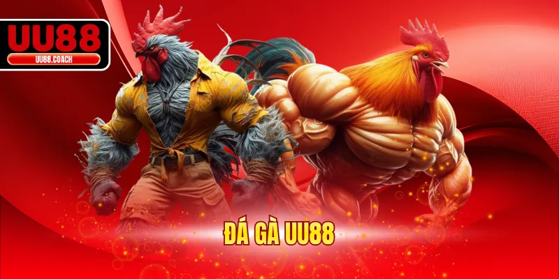 Đá Gà UU88 - Hình Thức Giải Trí Hấp Dẫn Đáng Lựa Chọn 2026